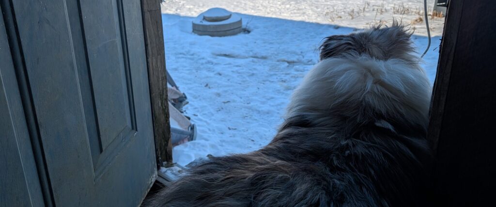 Rue looking out.